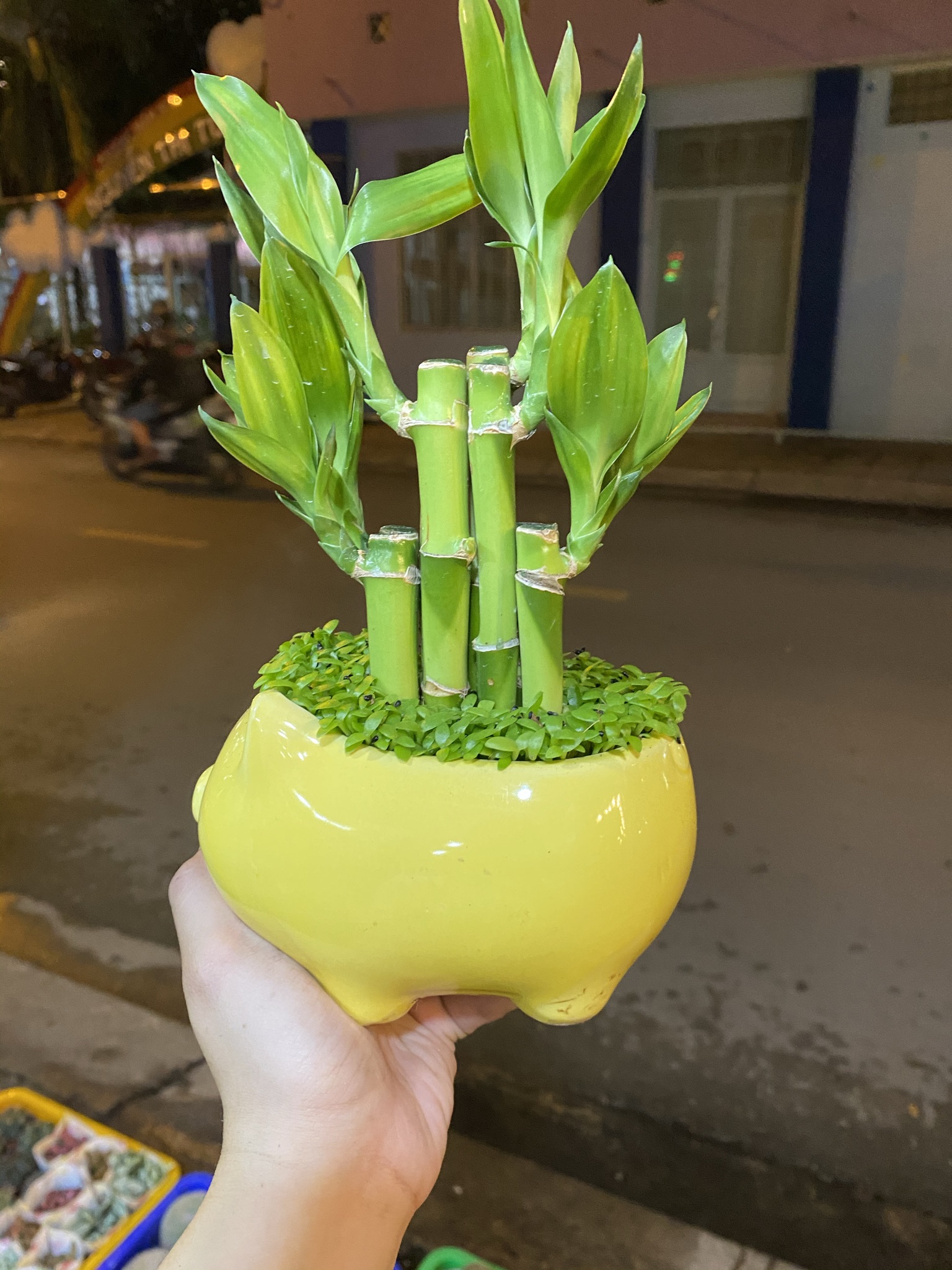 [HCM]CHẬU CÂY PHONG THUỶ TRÚC PHÁT LỘC