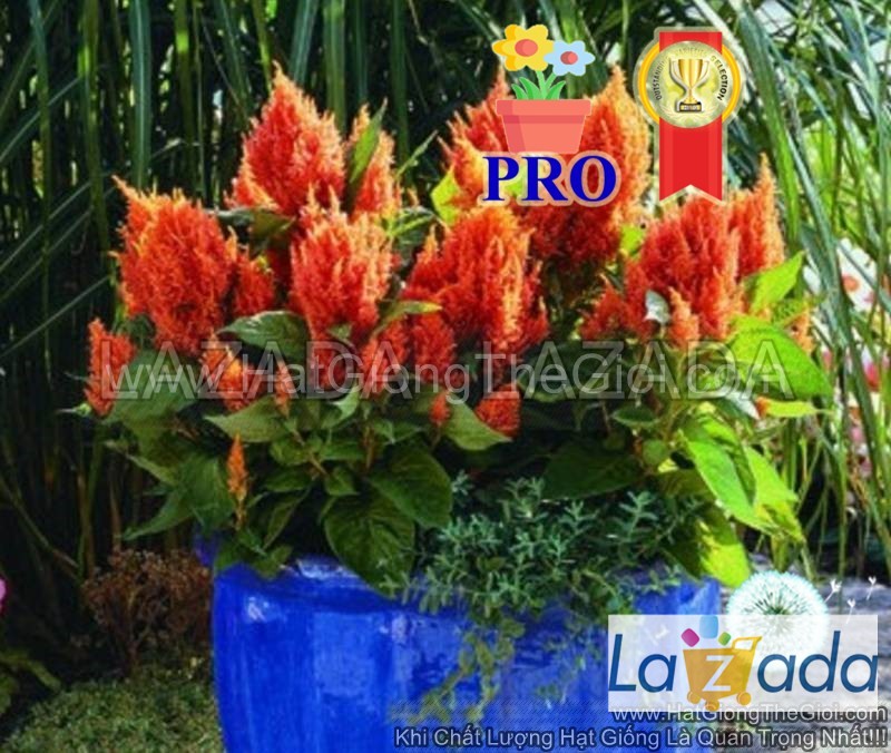 100h Hạt Giống Hoa Mào Gà Lửa Fresh Look Cam F1Pro (| -KD: B36*X68*M006)