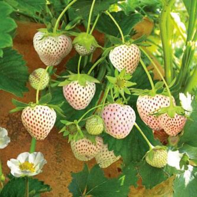 Hạt giống Dâu Tây Trắng 30 hạt