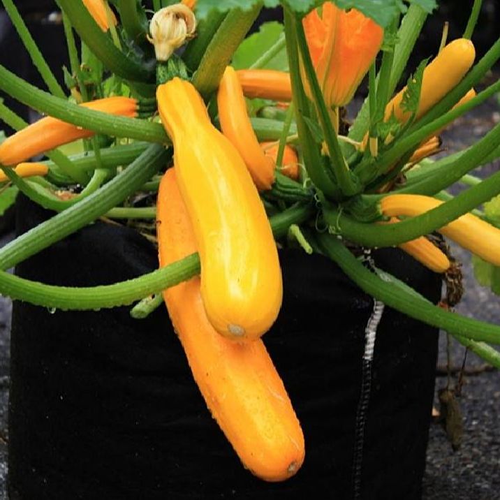 " Gói 15 "Hạt giống bí ngòi vàng quả dài cao sản [Seeds]