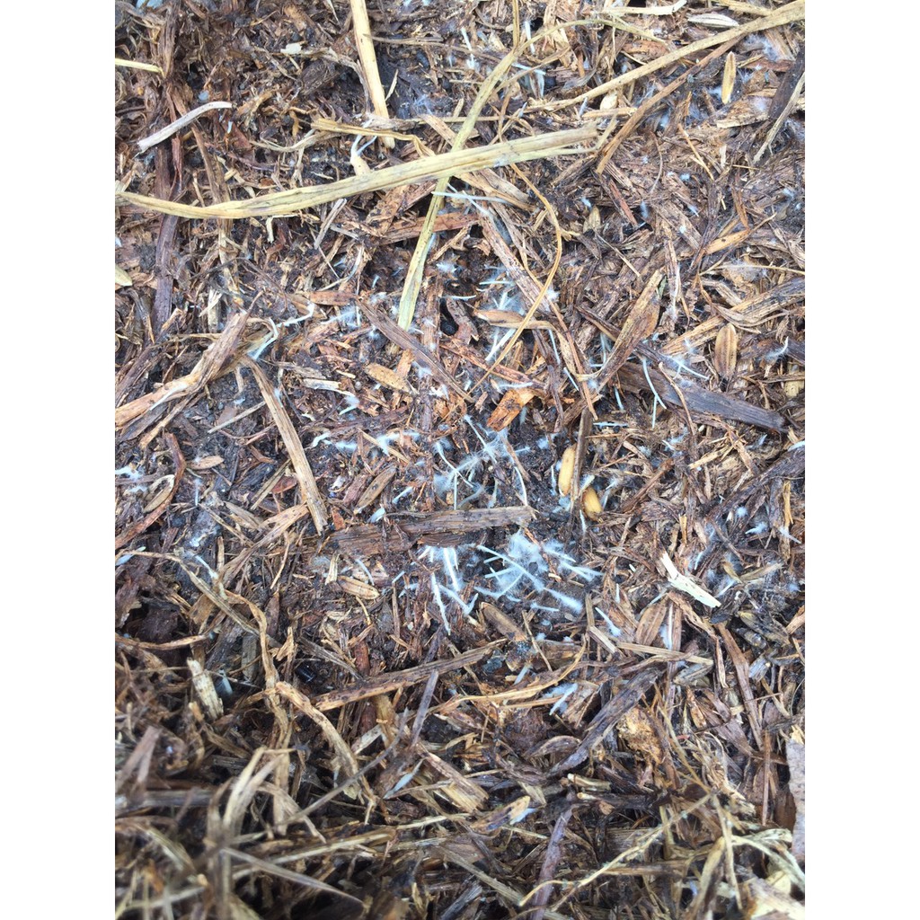 Thuốc ra rễ HUMIC 100 ISRAEL