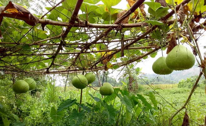 Hạt Giống Bầu Tròn