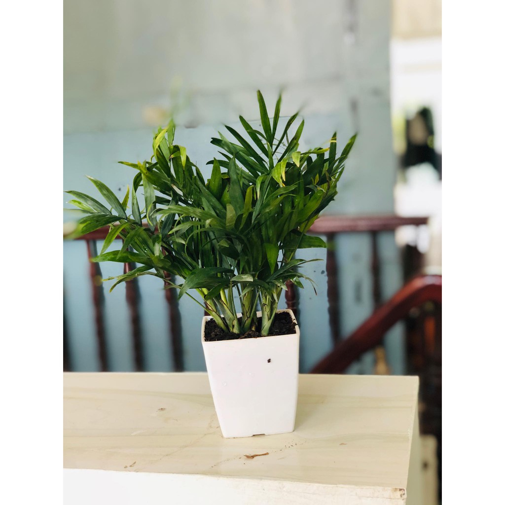 Cây cảnh mini - Cây Cau Tiểu Trâm