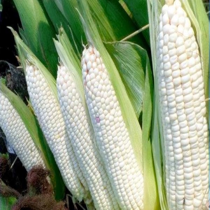 Bắp nếp dẻo rd (10g)