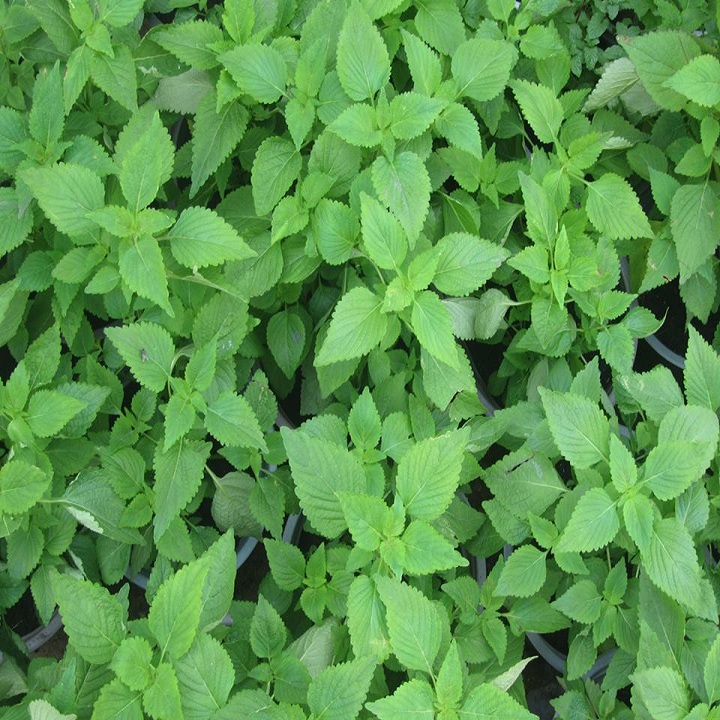 Hạt giống rau Kinh Giới cao sản