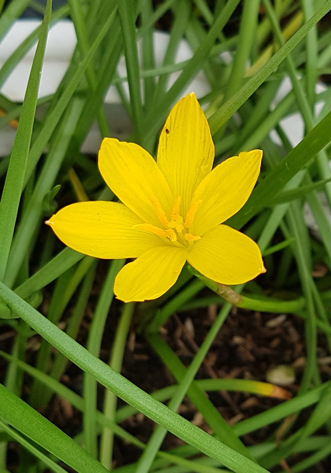 Củ huệ mưa Citrina hoa màu vàng đậm.