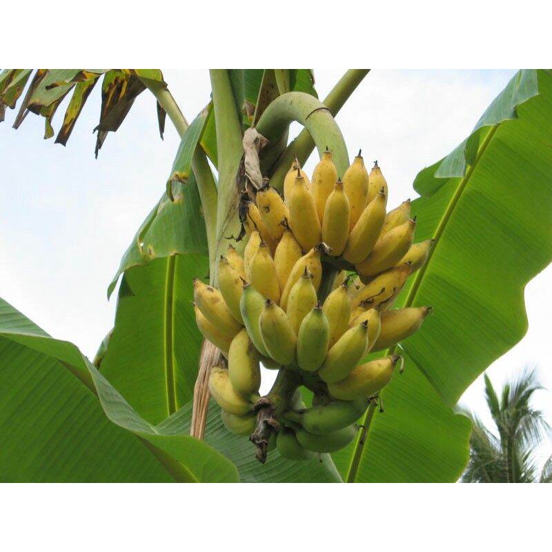 Cây giống chuối sứ cấy mô (siêu sớm)