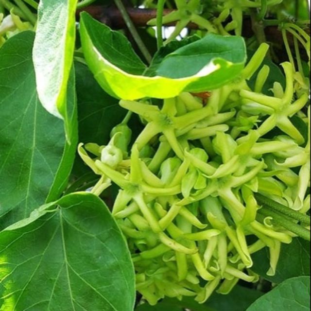 Hoa thiên lý.... siêu bông
