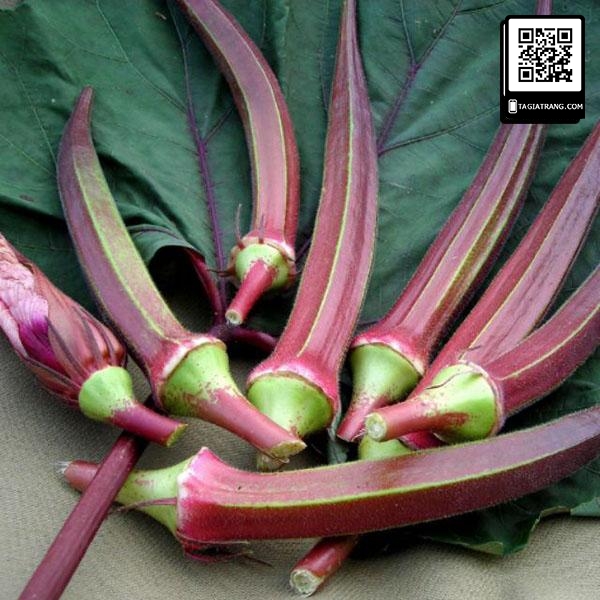 Hạt giống đậu bắp tím (mướp tây - đậu bắp đỏ) - Shop hạt giống Tạ Gia Trang