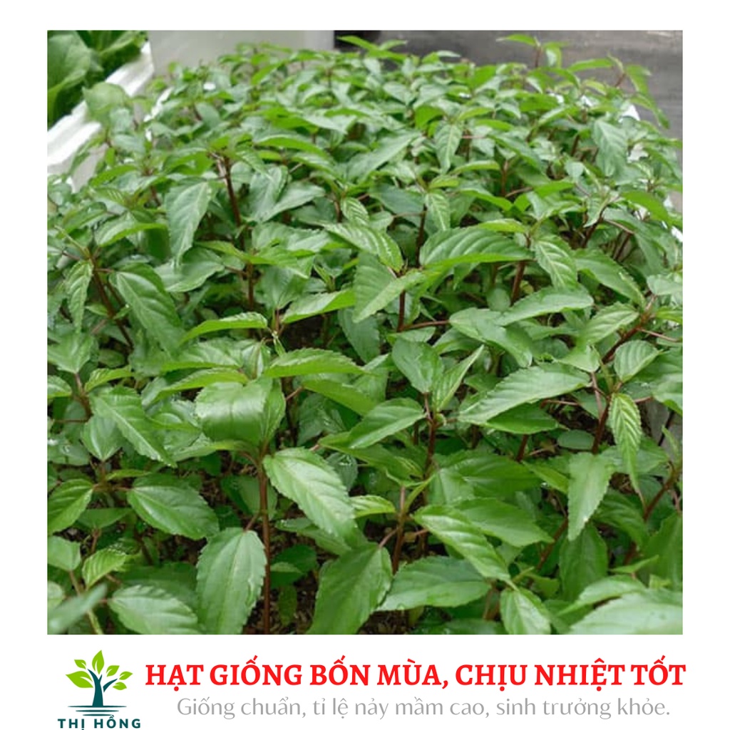 Hạt giống rau đay đỏ 20g (lá nhỏ, giống bản địa, ăn ngon)
