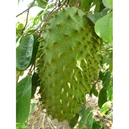 cây giống mãng cầu xiêm không hạt