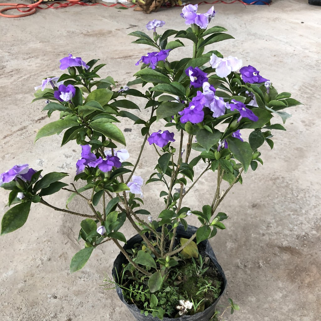 Cây hoa nhài nhật, chiều cao Cây 30cm , cây đẹp giá rẻ