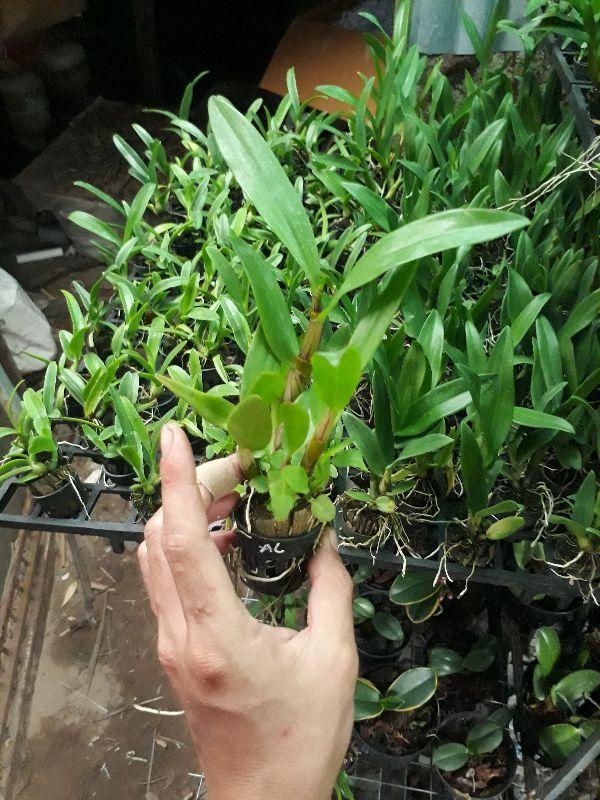 combo 9 loại denro nắng