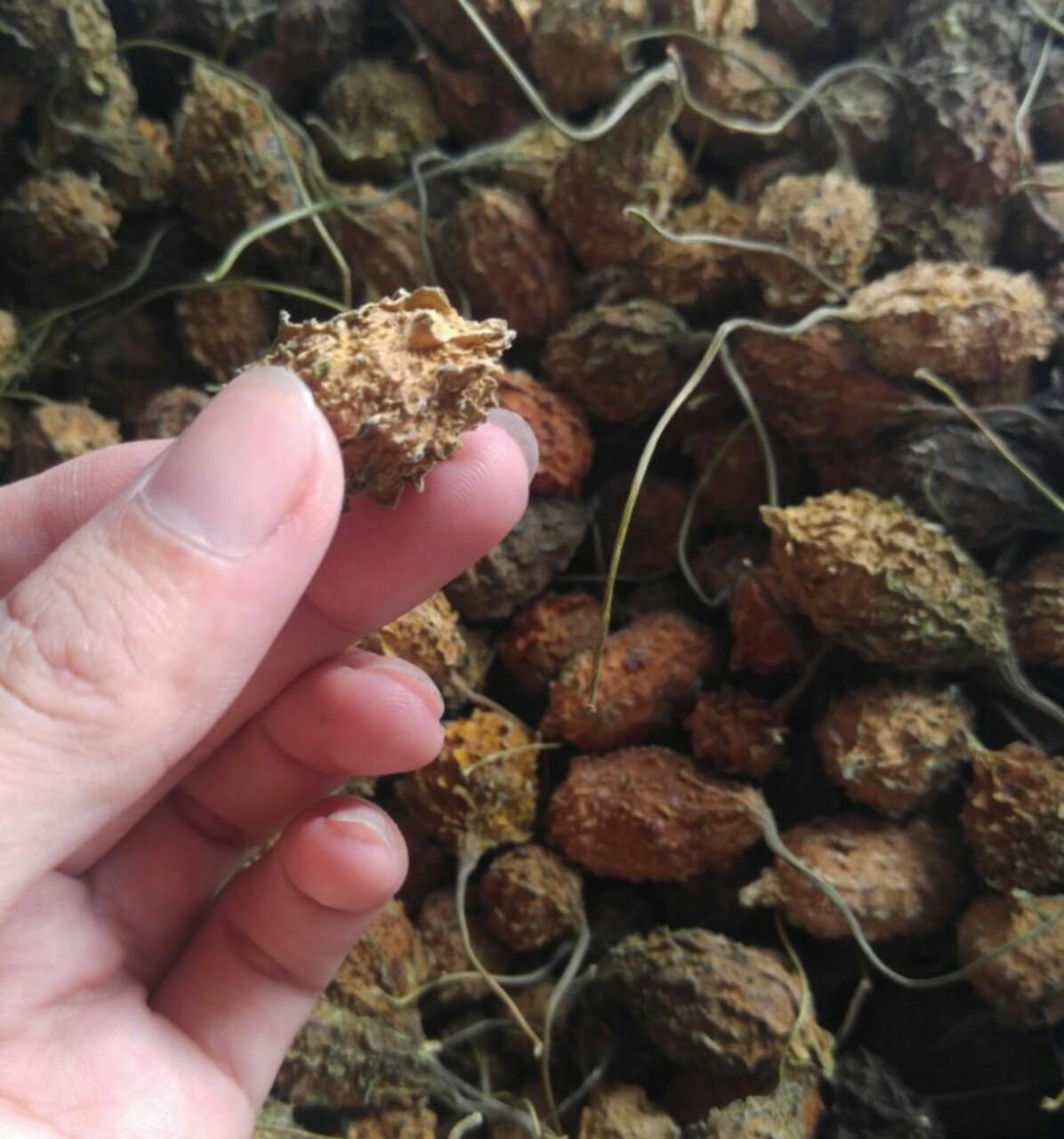 Dây khổ qua rừng 1kg