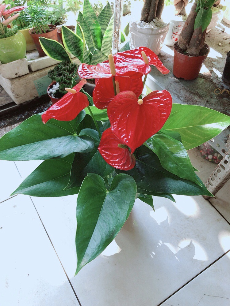 Chậu Hồng Môn