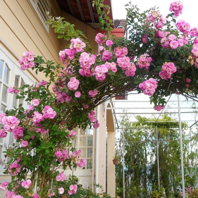 Gói 20 Hạt Giống Hoa Hồng Leo Pháp Mix