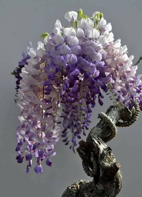 Cây TỬ ĐẰNG thân gỗ bonsai, hoa TÍM siêu đẹp + Tặng 3 cây chè xanh