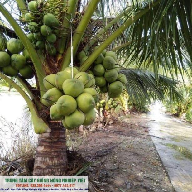 Cây Giống Dừa Xiêm Lùn