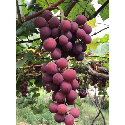 Cây Giống Nho Tím Pháp ( sản phẩm có bảo hành toàn quốc) (giao siêu nhanh )