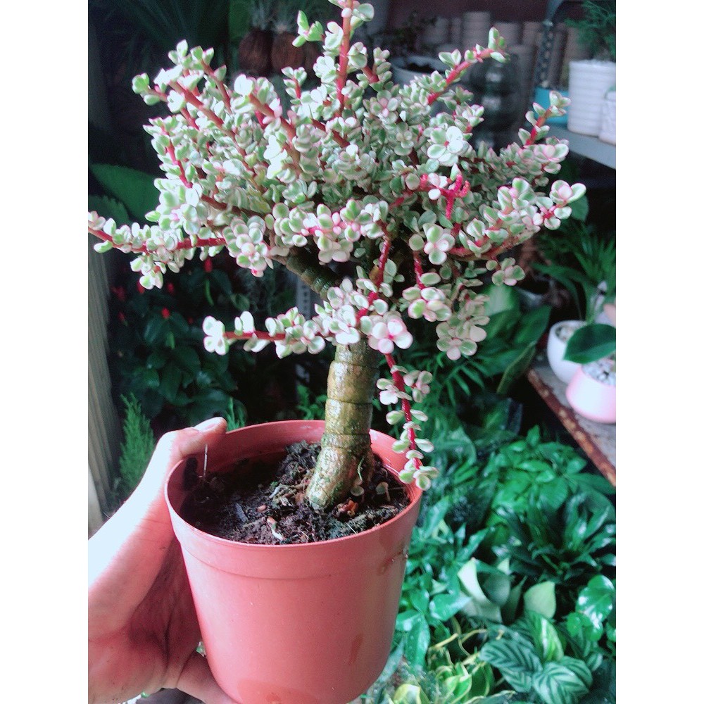 Cây ĐôLa Thân Cổ Thụ