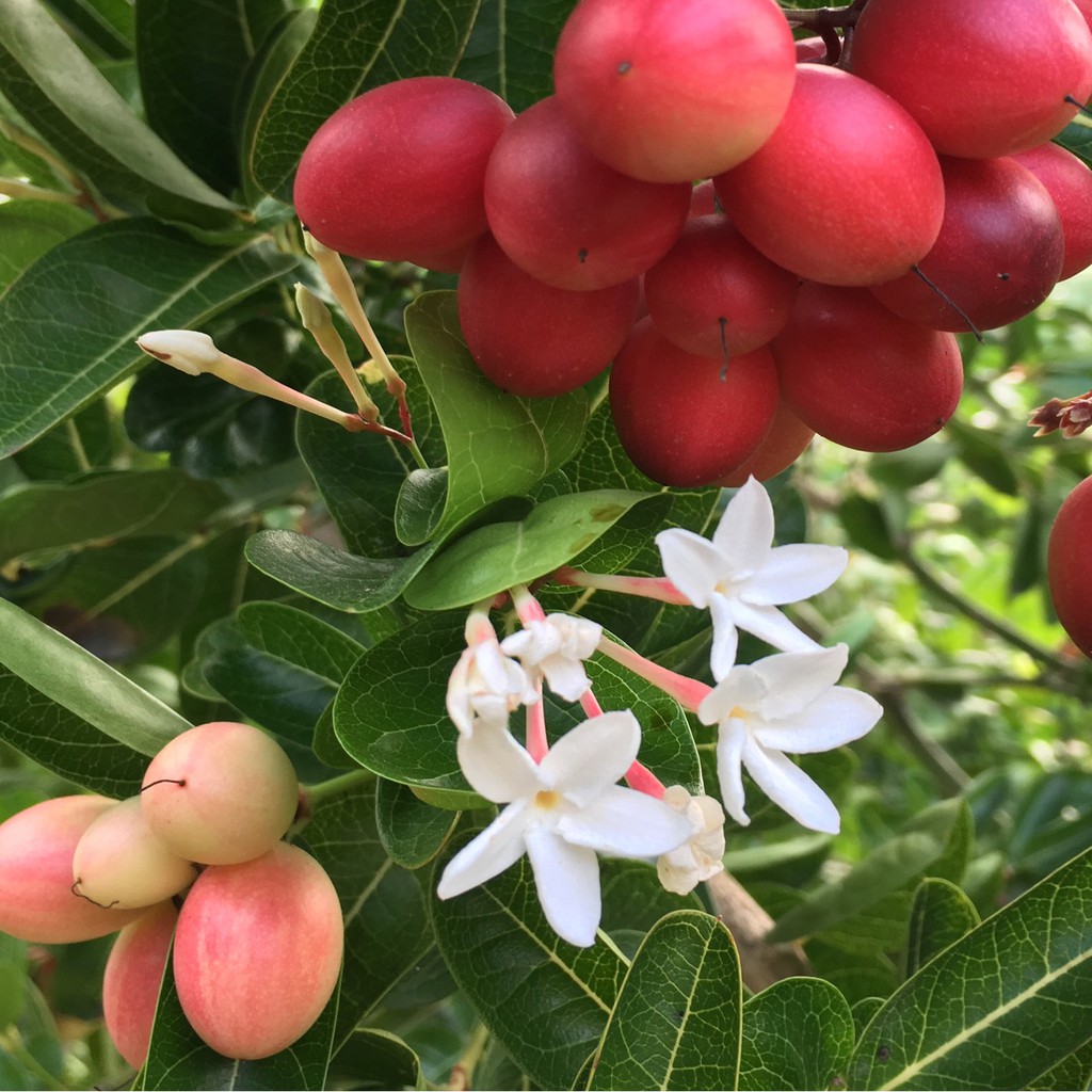 (1 chậu) Cây Siro - làm bonsai, lấy trái làm siro