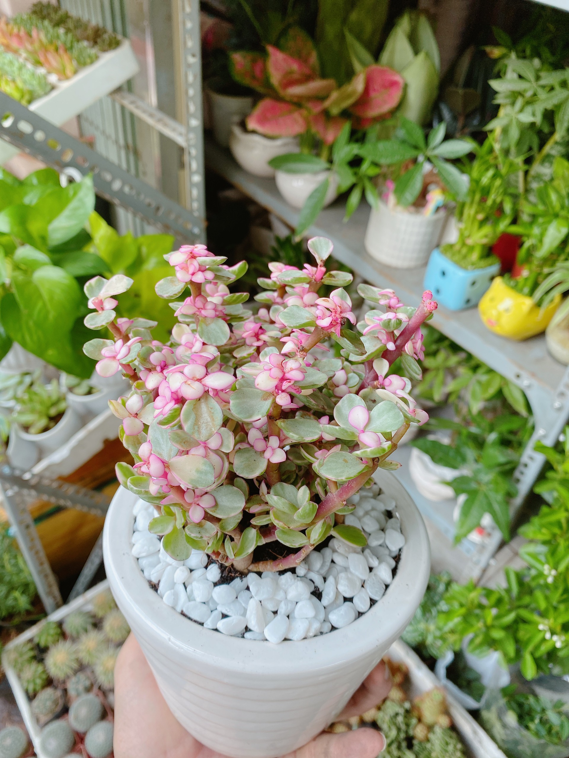 Sen đá đo la hồng giống mới