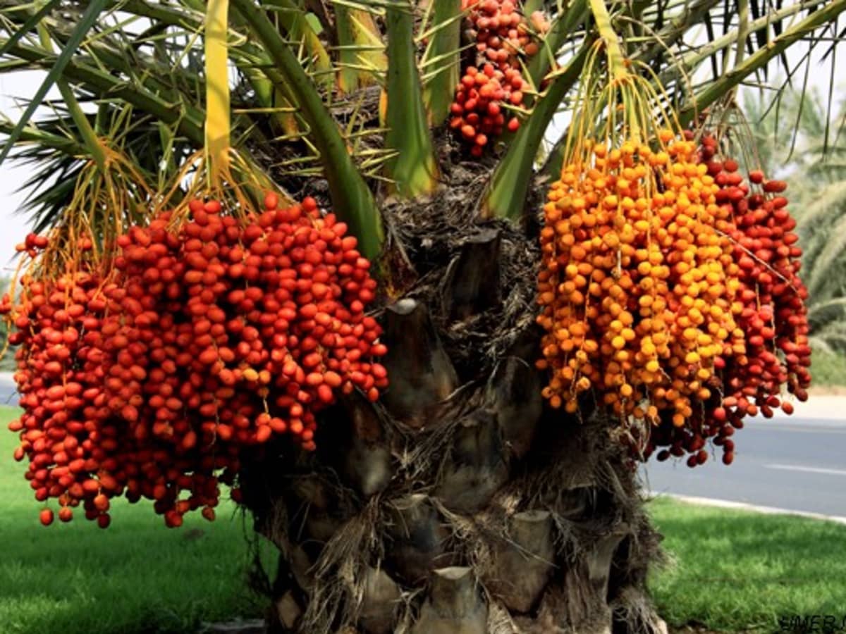 Hạt giống chà là ăn trái