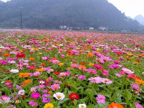 Hạt giống cúc lá nhám gói 100 hạt