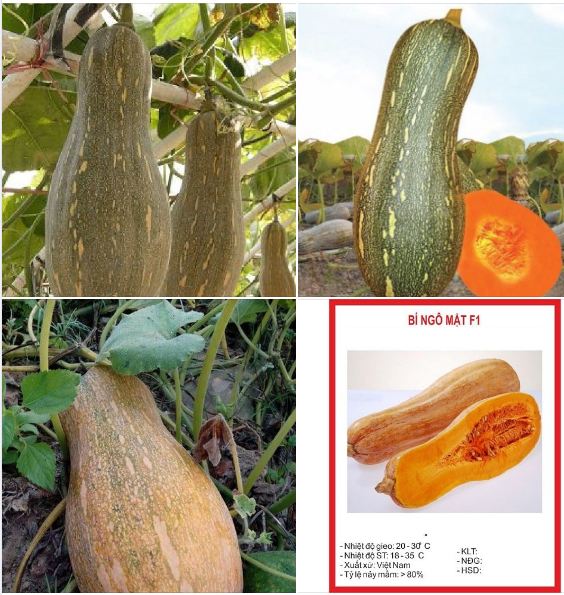 Hạt giống Bí Mật ( bí đỏ )  F1  - Gói 10 hạt