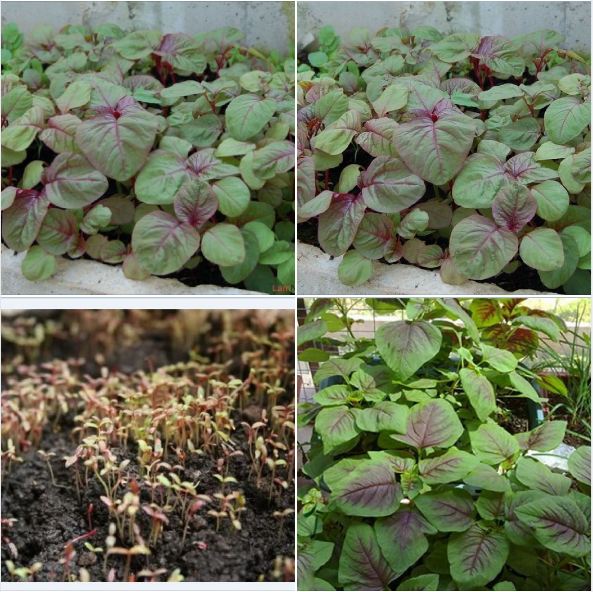 COMBO 2 gói hạt giống rau dền khoang cao sản