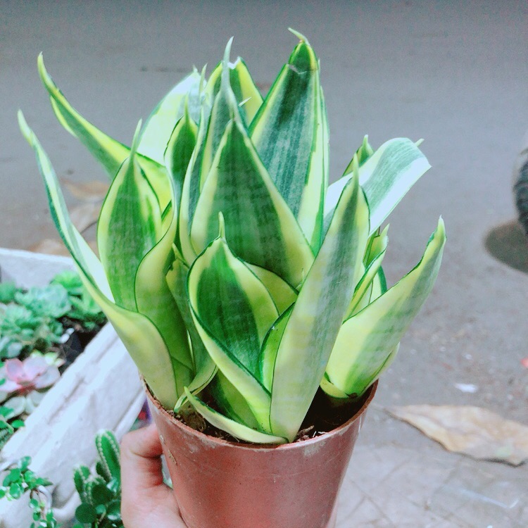 Lưỡi hổ thái vàng