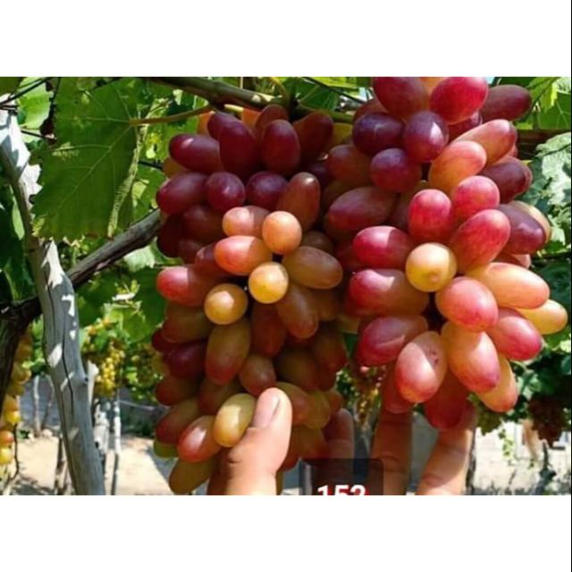 [ Xả - Cắt Lỗ] Nho Ngón Tay 152 - Việt Nam