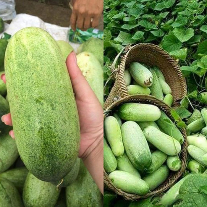 Hạt Giống Dưa Chuột Mèo (Dưa Mèo) Siêu To (20 H) (358.F1)