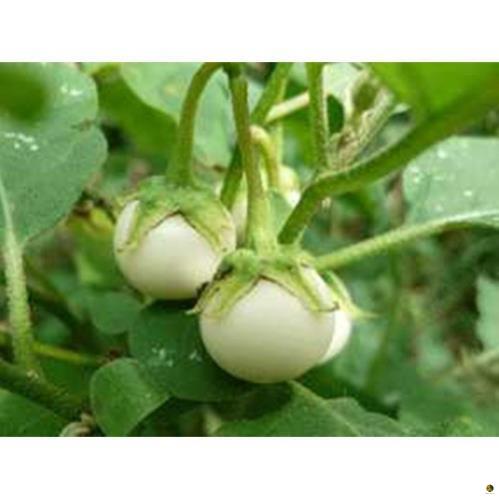 Hạt giống cà pháo trắng - gói 1 gram