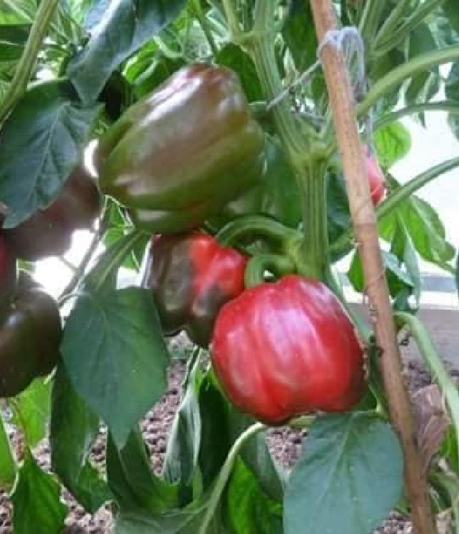 Hạt Giống Ớt Chuông Ngọt --Gói 30 hạt