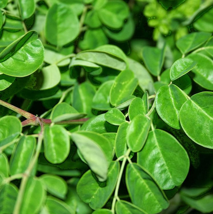 Hạt giống cây chùm ngây -gói 20 hạt(