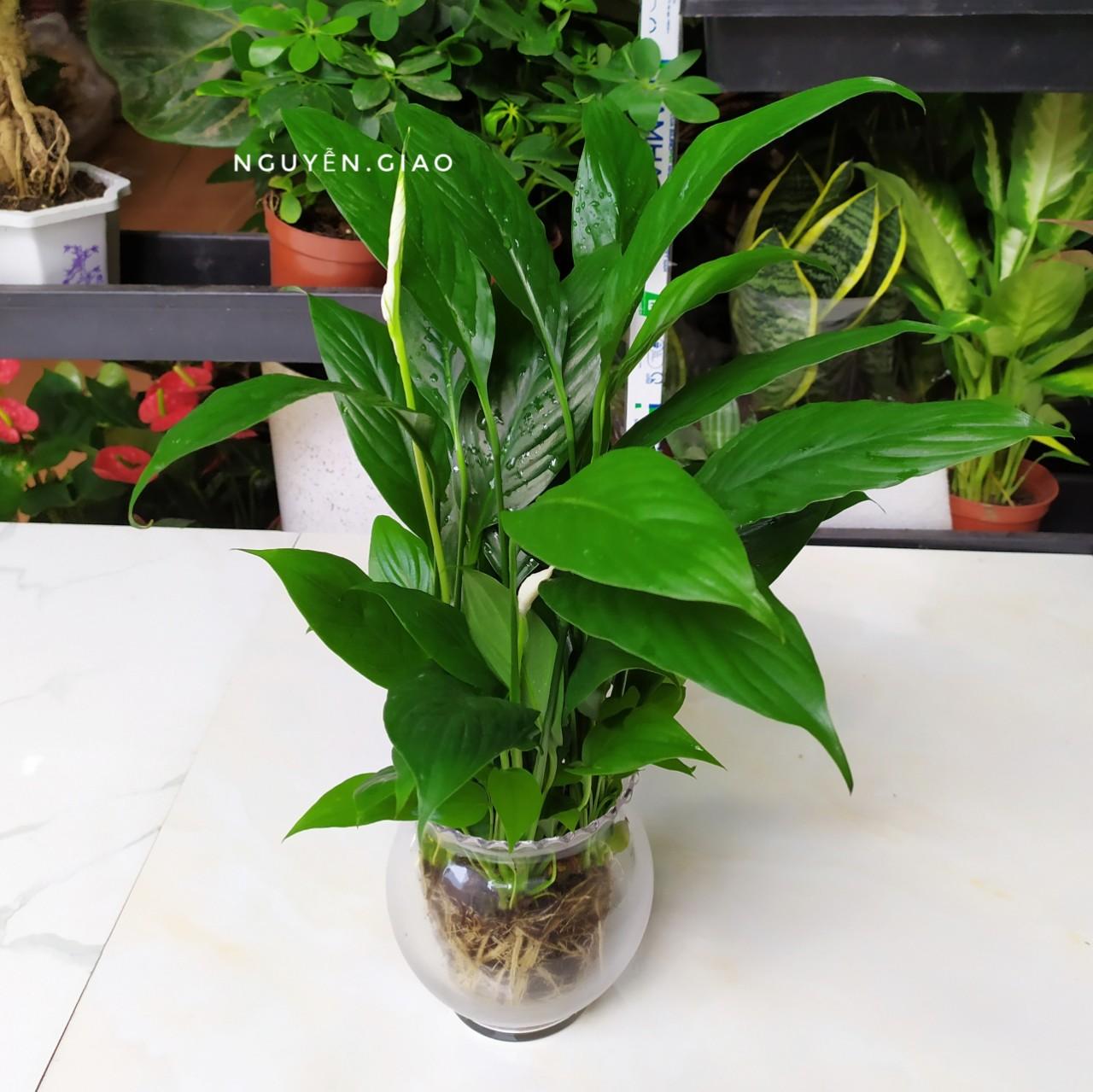 Cây lan ý thủy sinh dễ chăm sóc
