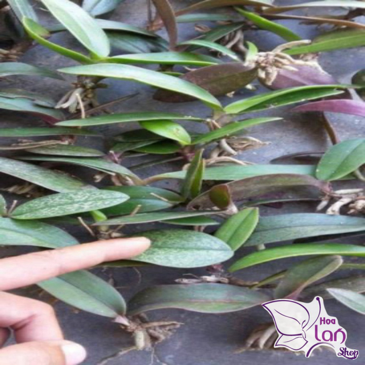 Lan Tiểu Hồ Điệp  *☘️ FREESHIP ☘️* Hồ ĐIệp Rừng [ Cây Giống ]