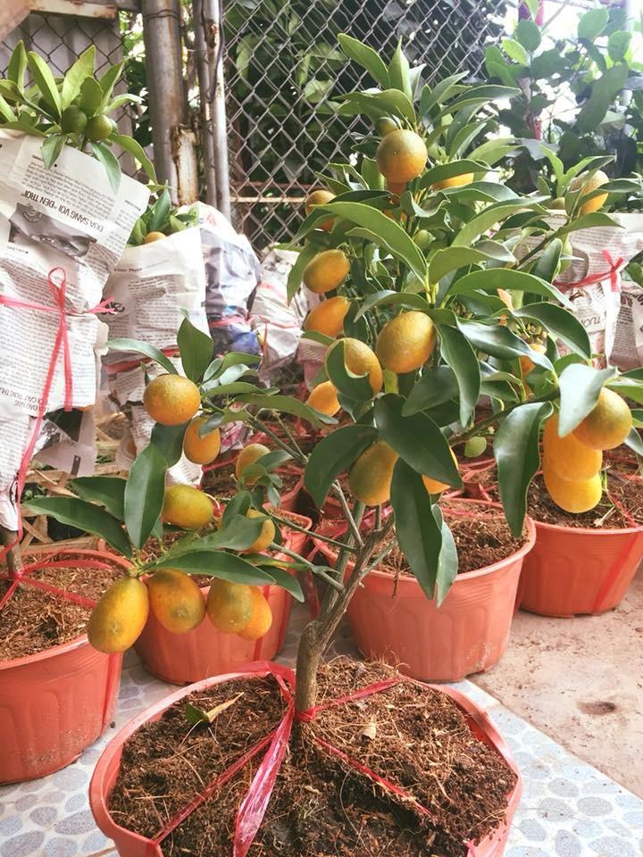 cây giống quất ngọt