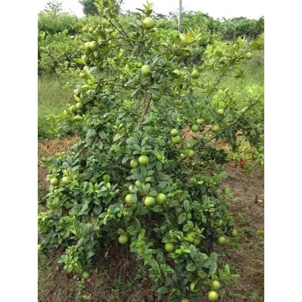 Cây giống chanh đào