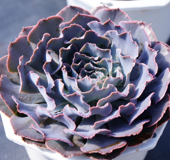 SEN ĐÁ BẮP CẢI SIZE ĐẠI 20CM