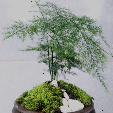 Kim Thuỷ tùng