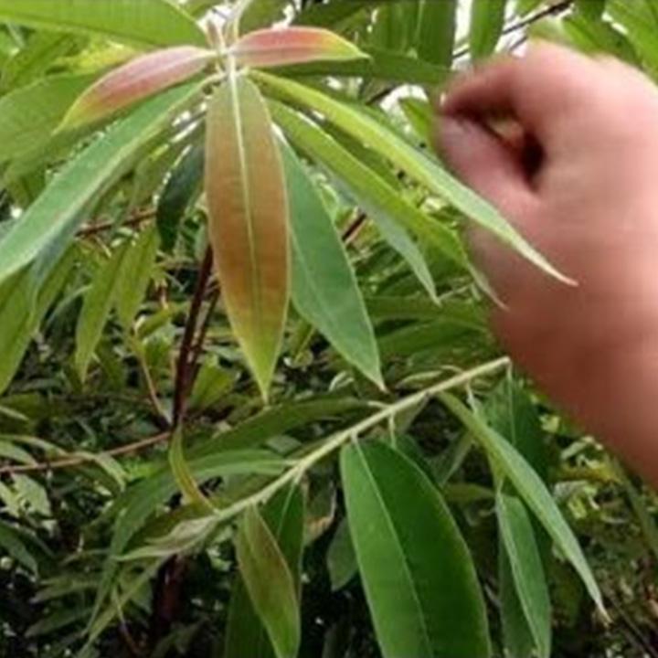 cây đỏ ngọn khô 1kg