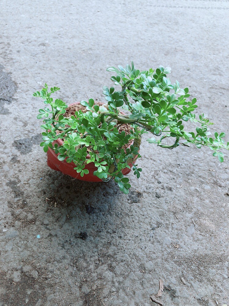[HCM]Chậu Cây Cần Thăng