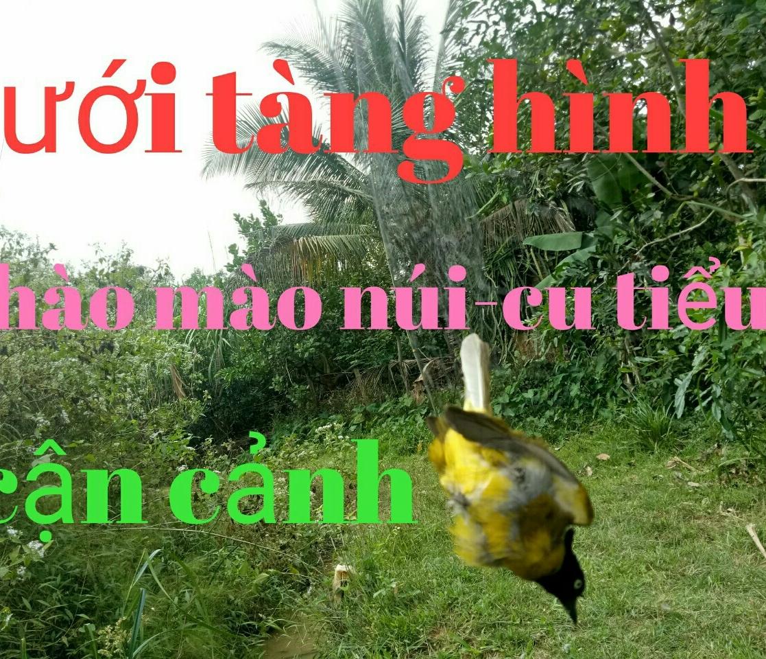 20m lưới bẫy chim sẻ,chòe,chào mào cao 6m ( 5 viền 4 túi)