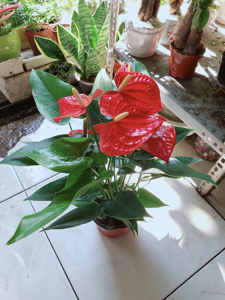 Chậu Hồng Môn