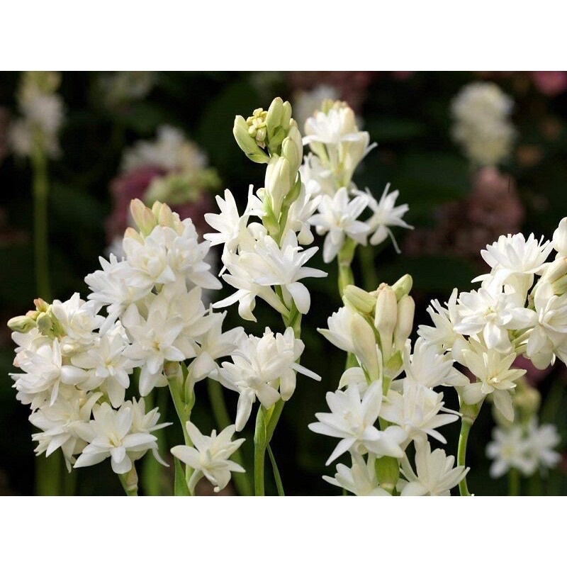 Củ Hoa Huệ Ta, Huệ Trắng Cánh kép Thơm