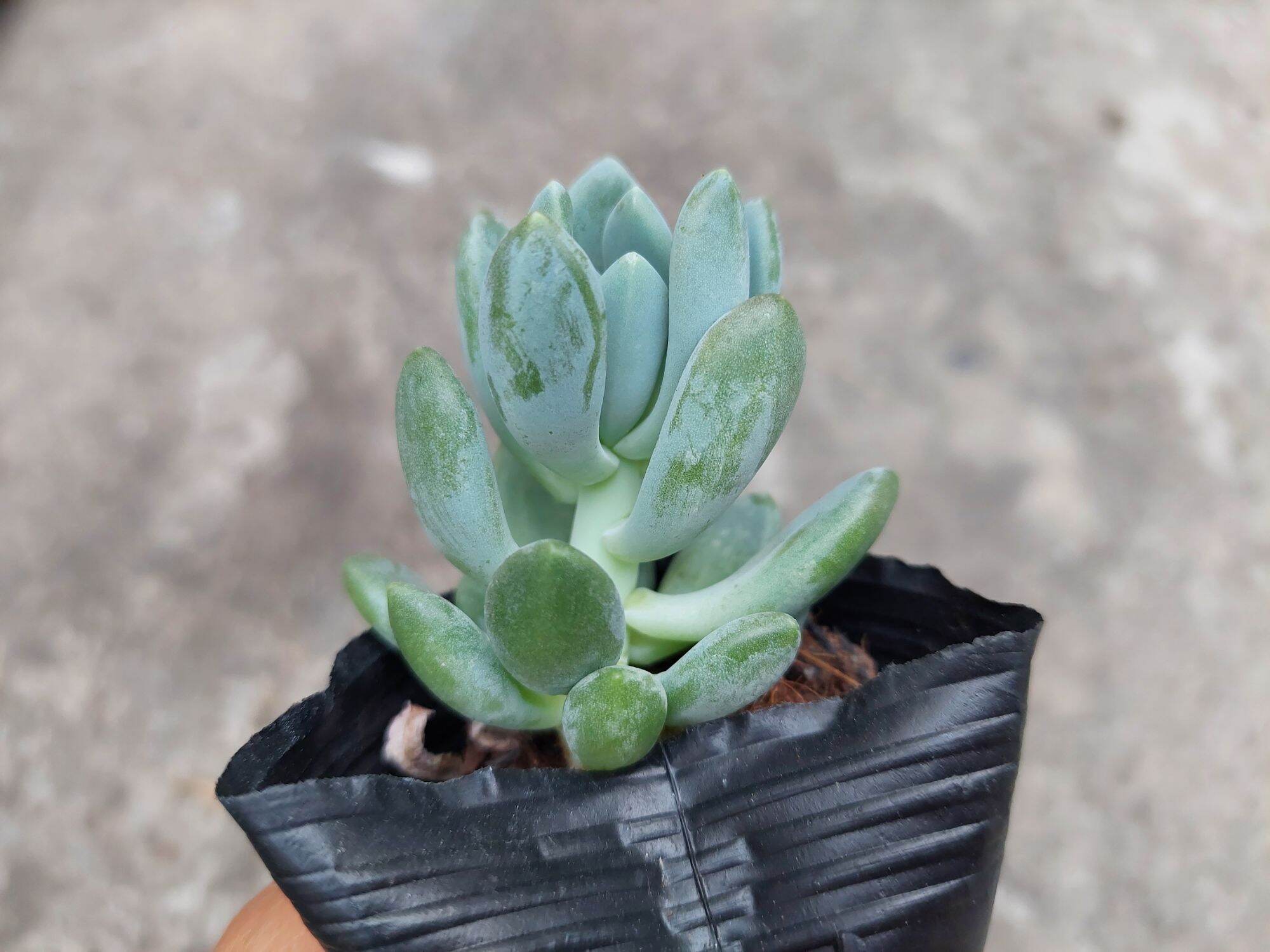 Sen đá SỎI TRẮNG giống mới size bầu 5-6cm