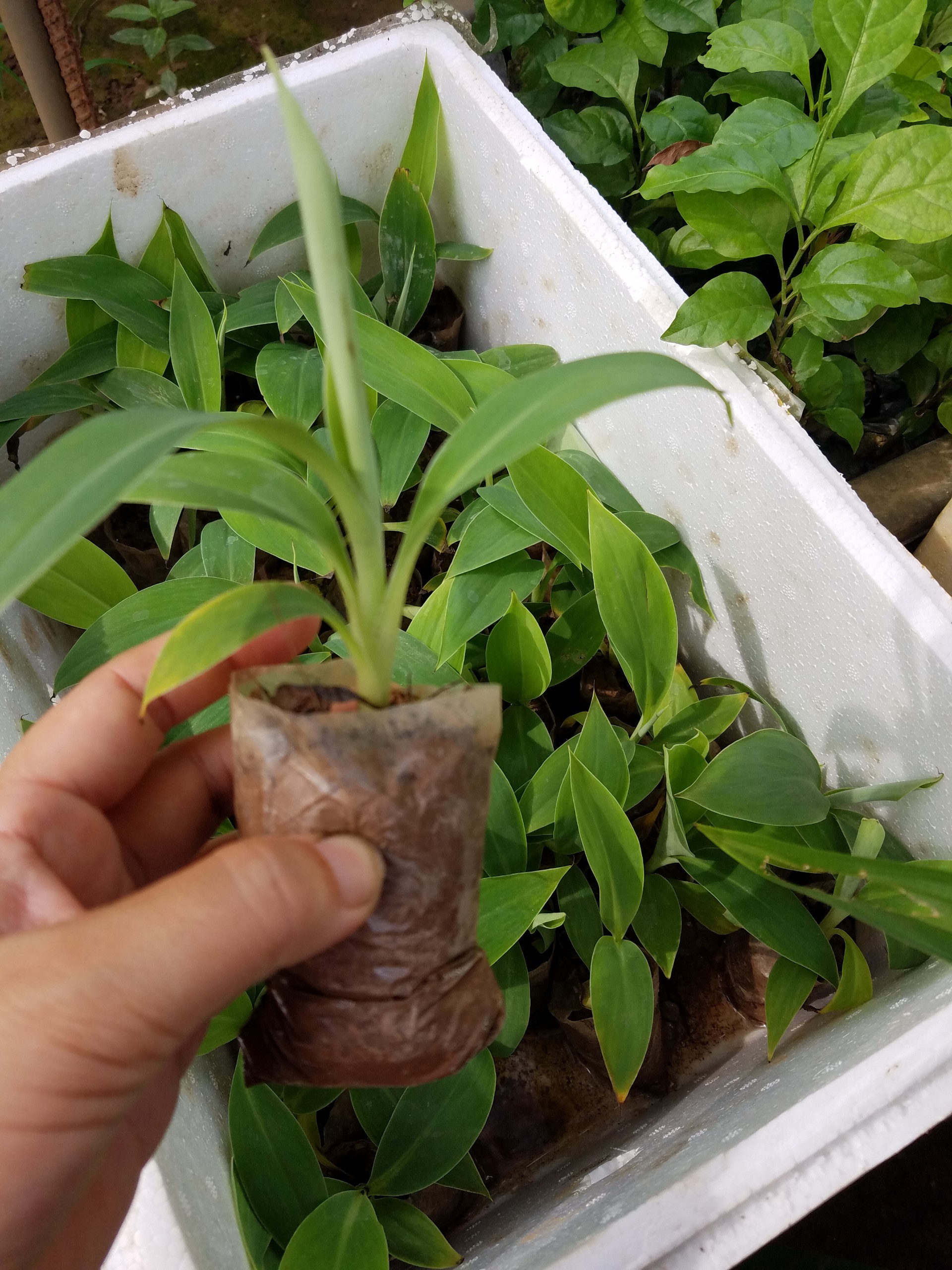 Chuối tây thái cấy mô combo 5 cây