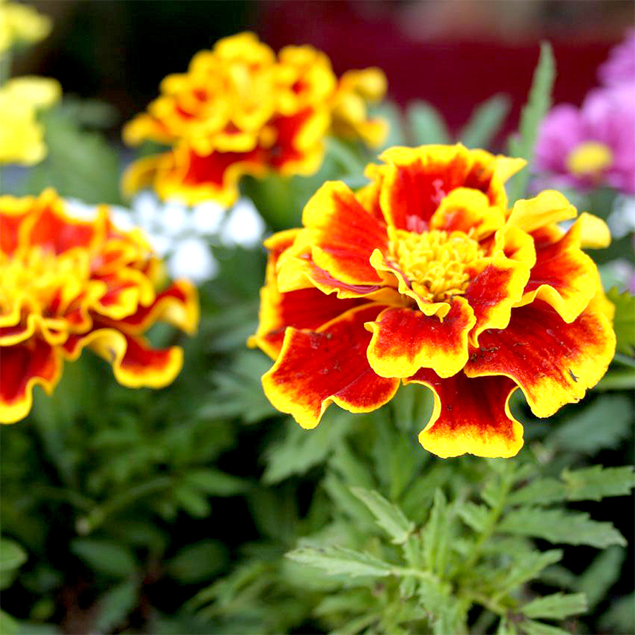 Star Apricot Chrysanthemum Seeds - (50 Seeds/Package)